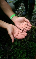 Aporrectodea caliginosa