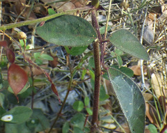 Desmodium psilocarpum
