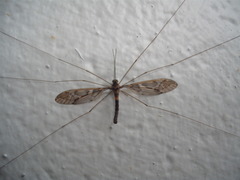 Leptotarsus binotatus