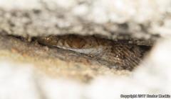 Trimorphodon lyrophanes