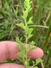 Ludwigia microcarpa