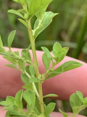 Ludwigia microcarpa