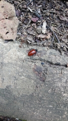 Strongylium gerstaeckeri