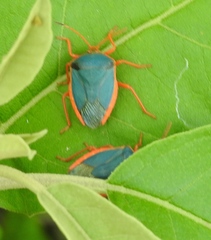 Edessa rufomarginata