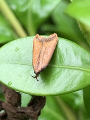 Dichomeris heriguronis