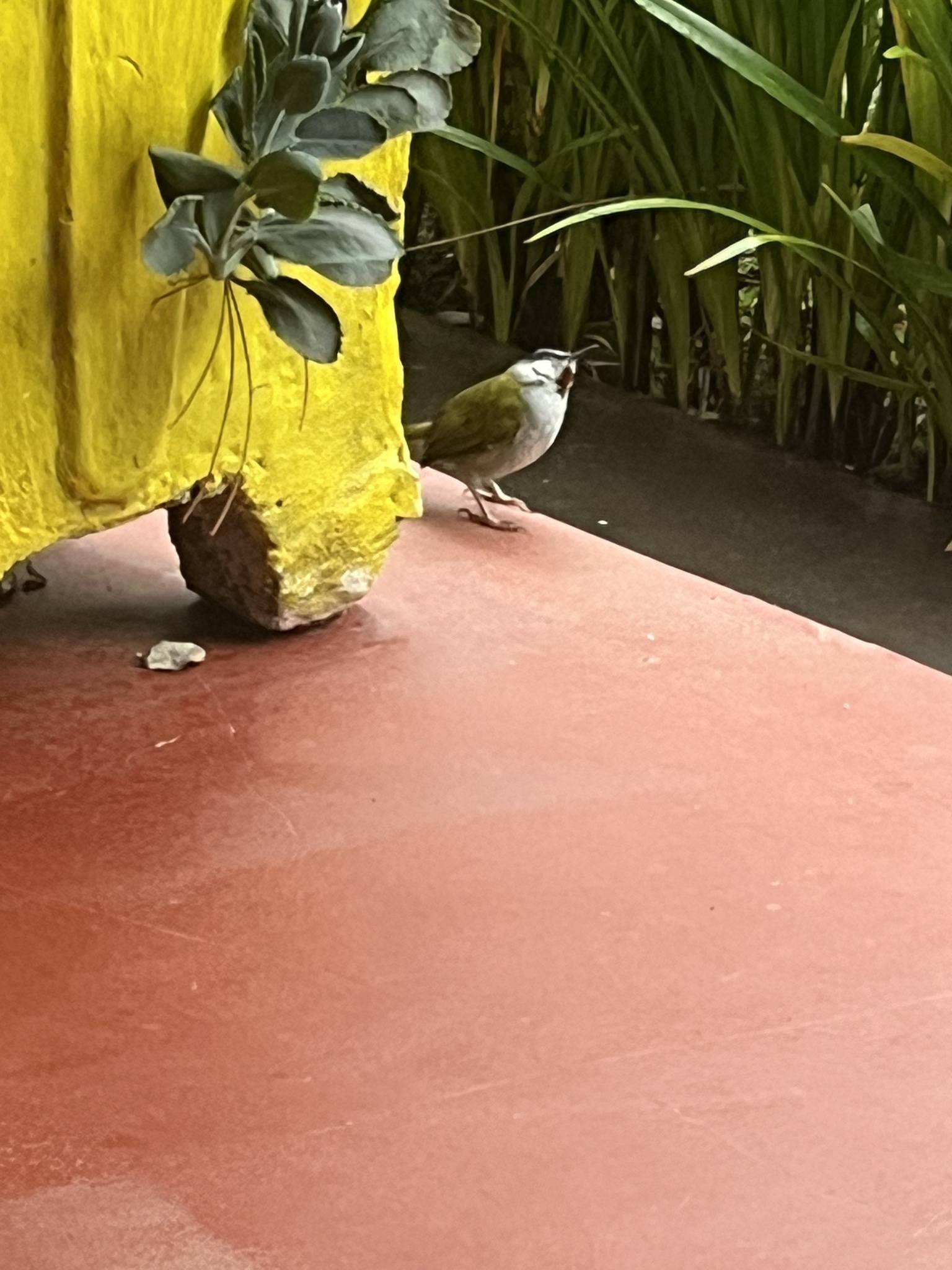 Grey-capped Warbler (Eminia lepida), photo 3