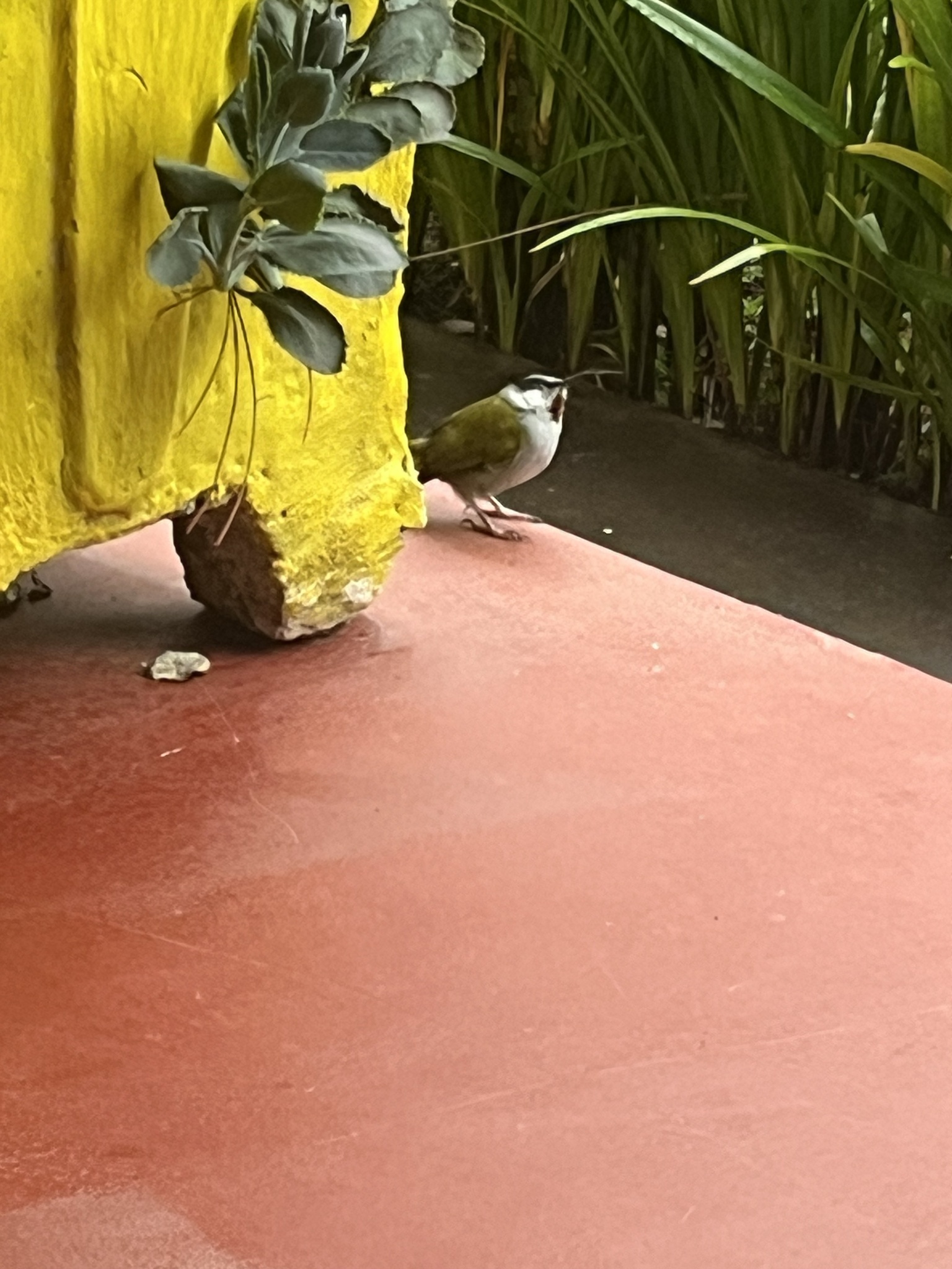 Grey-capped Warbler (Eminia lepida), photo 4