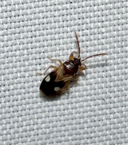 Large-spotted Seed Bug photo 2