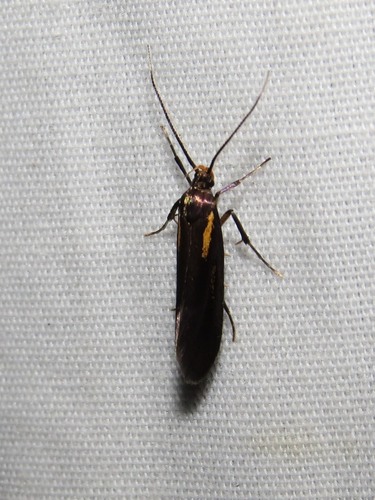 Mathildana flipria