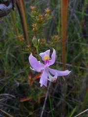 Calopogon pallidus