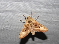 Phlogophora