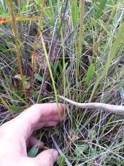 Calopogon pallidus