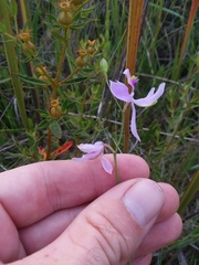 Calopogon pallidus