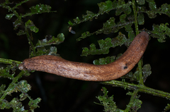 Veronicelloidea