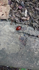 Strongylium gerstaeckeri