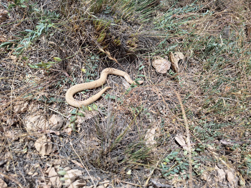 Elegant Sand Boa