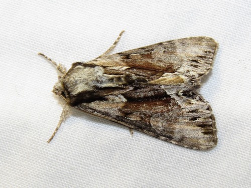 Summer Hyppa Moth photo 4