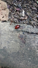 Strongylium gerstaeckeri