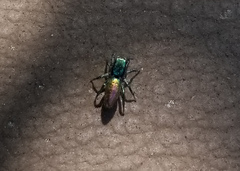 Salticus peckhamae