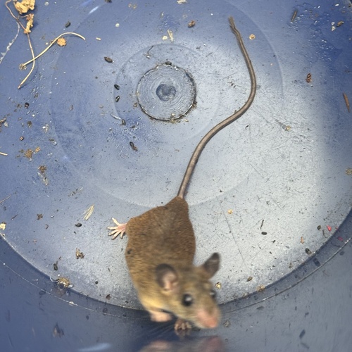 Pousargues' Fat Mouse (Steatomys opimus) — Least Concern Mammalia