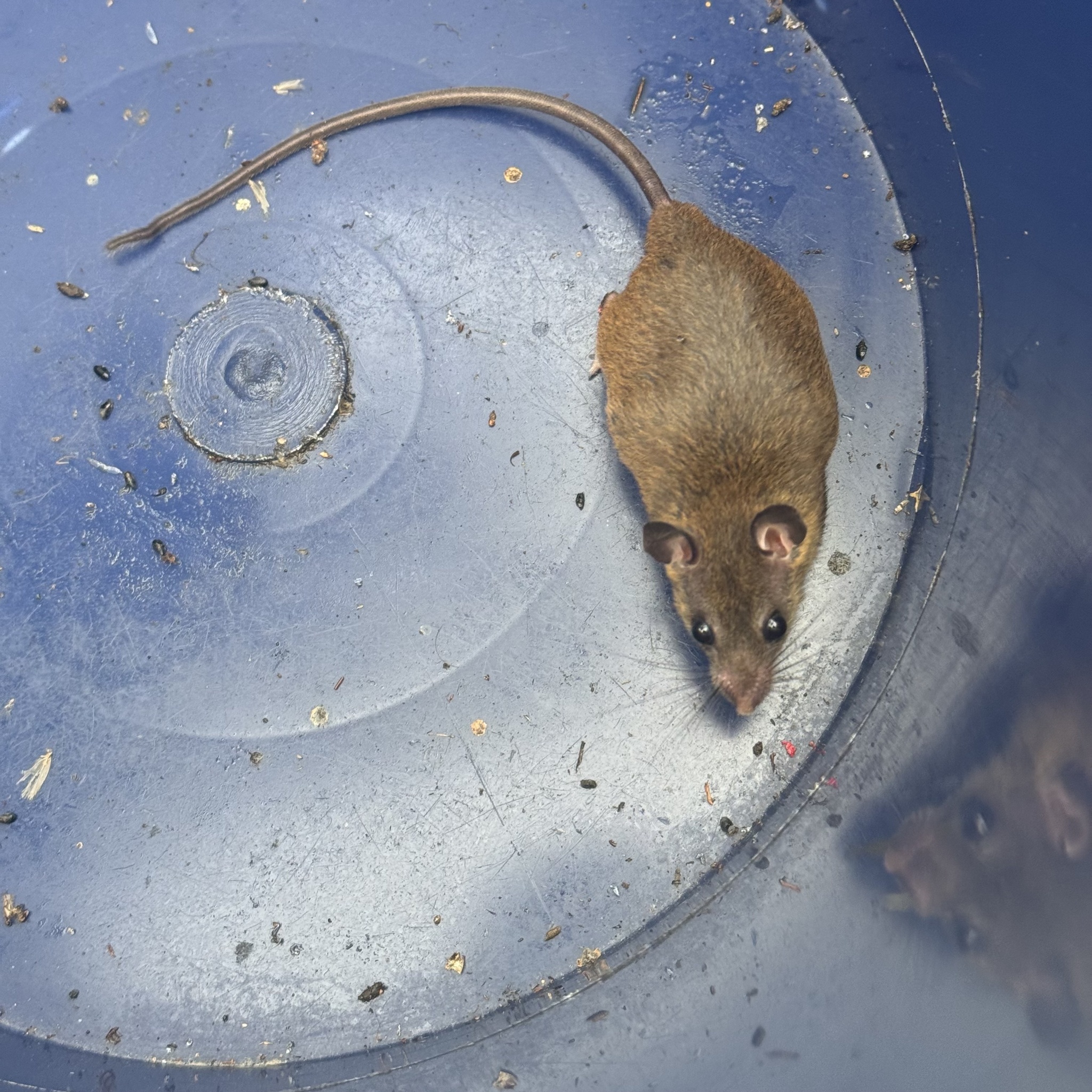 Pousargues African Fat Mouse photo 3