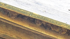 Myotis californicus