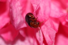 Podagrica fuscicornis