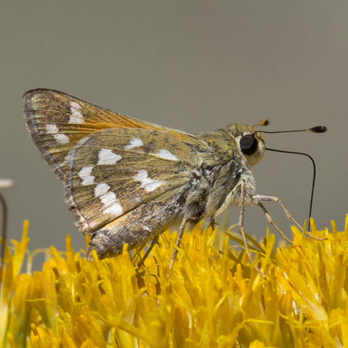 Pahaska Skipper photo 3