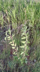 Oenothera curtiflora
