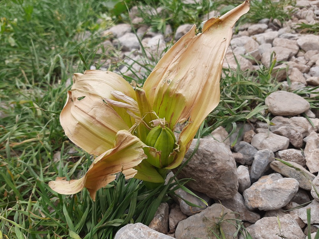 Colchicum kurdicum, Yüksekova, Hakkari, Turkey