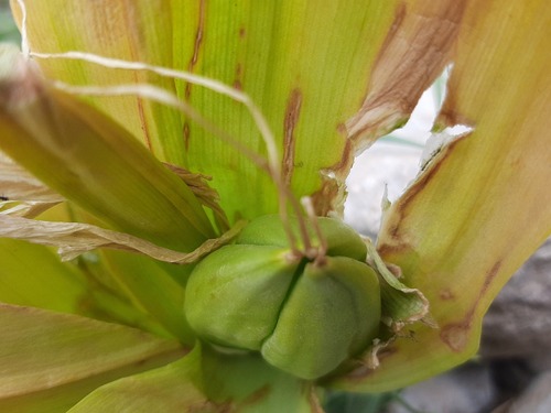Colchicum kurdicum