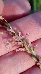 Oenothera curtiflora