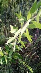 Oenothera curtiflora