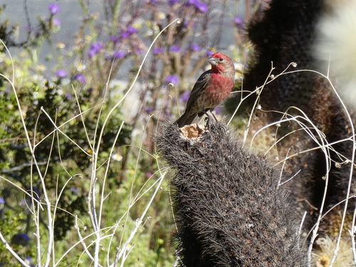 iNaturalist observation photo of House Finch