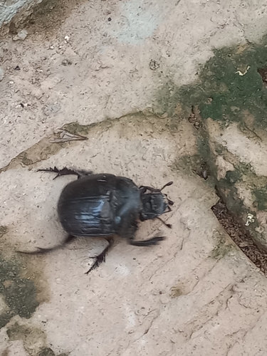 Heliocopris antenor