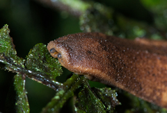 Veronicelloidea
