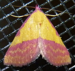 Phytometra rhodarialis