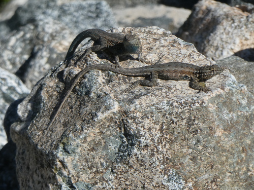 iNaturalist observation photo of Western Side-blotched Lizard