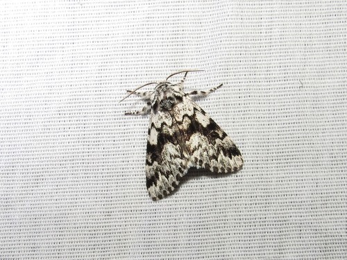 Black Zigzag Moth photo 6