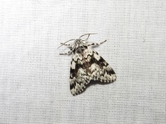 Panthea acronyctoides