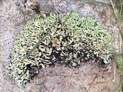 Menegazzia subsimilis