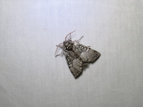 Close-banded Yellowhorn photo 6