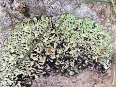 Menegazzia subsimilis