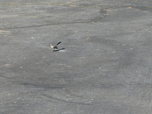 iNaturalist observation photo of Northern Mockingbird