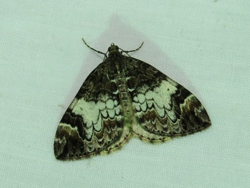 Marbled Carpet Moth photo 3