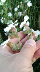 Silene latifolia