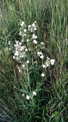 Silene latifolia