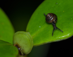 Euconulidae