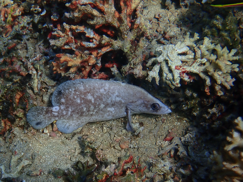 Mottled Soapfish