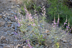 Penstemon sepalulus